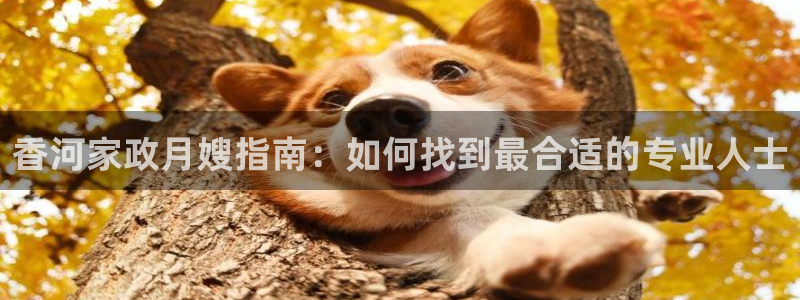 杏悦官方平台官网入口