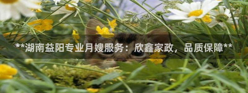 杏悦招商地址