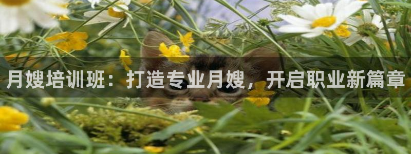 杏悦是什么平台