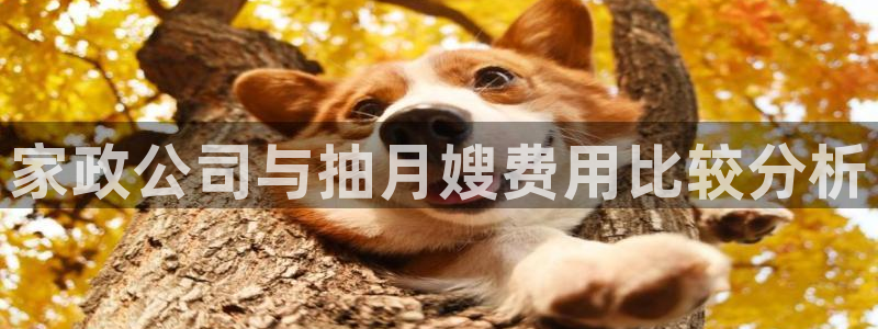 杏悦平台代理怎么做